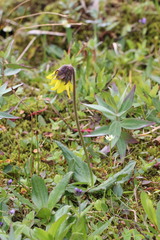 Arnica griscomii
