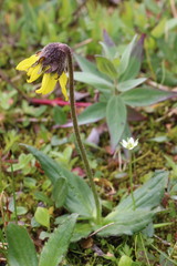Arnica griscomii