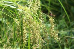 Scirpus pedicellatus