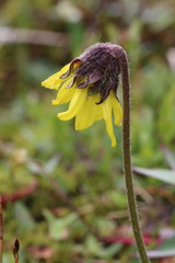Arnica griscomii