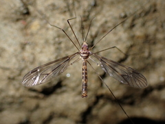 Leptotarsus cubitalis