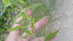 Neolasioptera lycopi