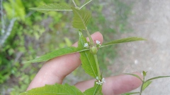 Neolasioptera lycopi