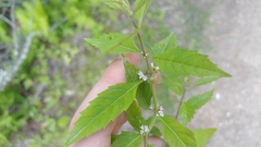 Neolasioptera lycopi