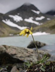 Arnica griscomii