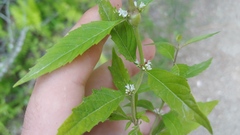 Neolasioptera lycopi