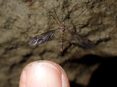 Leptotarsus cubitalis