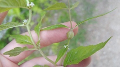 Neolasioptera lycopi