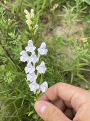 Scutellaria viscidula