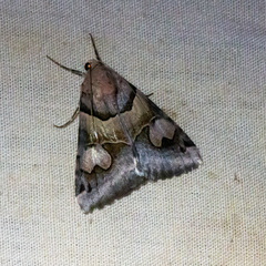 Drasteria pallescens