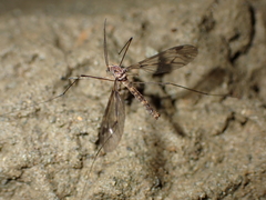 Leptotarsus cubitalis
