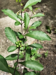 Solanum diphyllum
