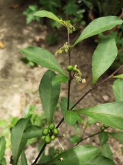 Solanum diphyllum