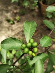 Solanum diphyllum