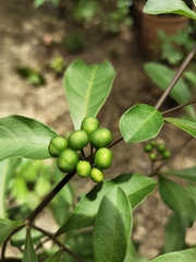 Solanum diphyllum