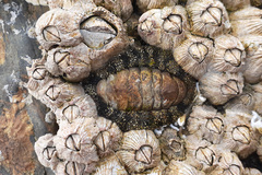 Acanthopleura gemmata