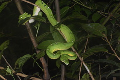 Corallus batesii