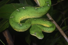 Corallus batesii