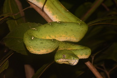 Corallus batesii