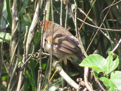 Synallaxis albescens