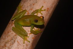 Boana cinerascens