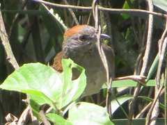 Synallaxis albescens