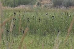 Xanthocephalus xanthocephalus