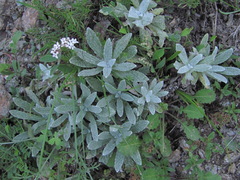 Salvia canescens