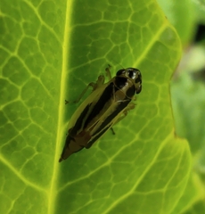 Evacanthus