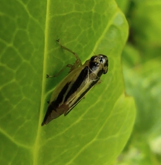 Evacanthus