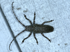 Rhytiphora neglecta