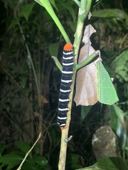 Isognathus swainsonii