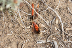 Cratypedes lateritius