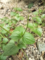 Peperomia pellucida