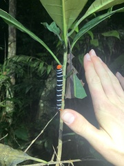 Isognathus swainsonii