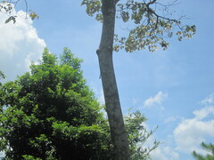 Theopompa ophthalmica