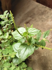 Peperomia pellucida