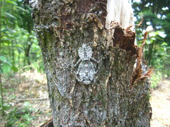 Theopompa ophthalmica