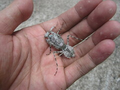 Theopompa ophthalmica