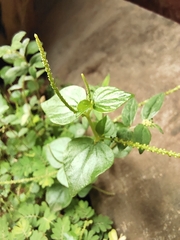 Peperomia pellucida