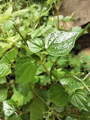 Peperomia pellucida