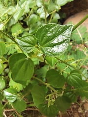 Peperomia pellucida