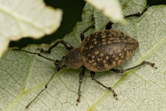 Otiorhynchus armadillo