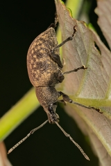 Otiorhynchus armadillo