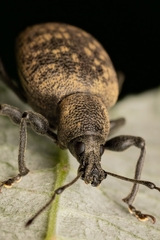 Otiorhynchus armadillo