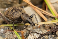 Otiorhynchus armadillo