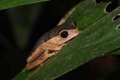 Pithecopus palliatus