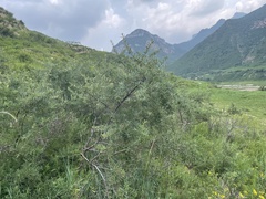 Hippophae sinensis
