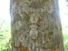 Theopompa ophthalmica