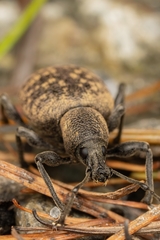 Otiorhynchus armadillo